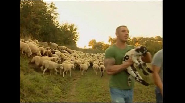 dois pastors De ovelhas sedientos Por sexo